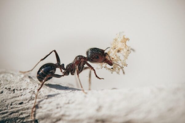 ant carrying an object