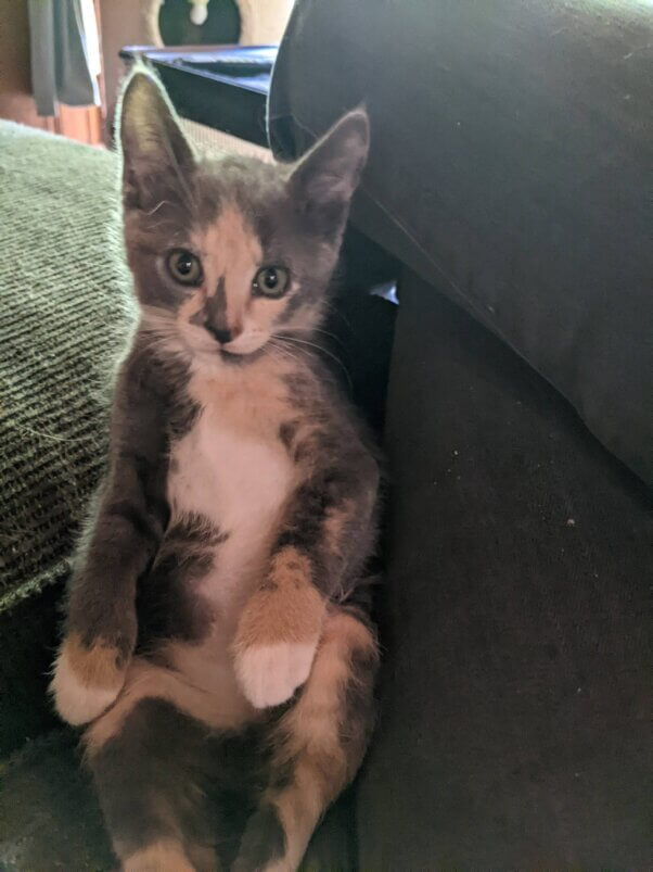 A dilute calico cat