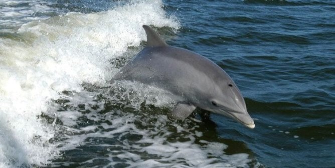 A dolphin jumping in an ocean