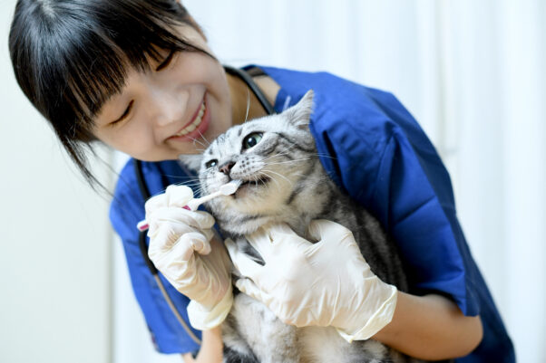 Cat having teeth brushed by vet